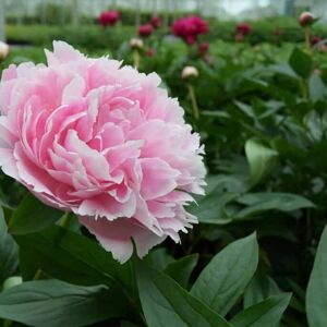 Paeonia lactiflora 'Sarah Bernhardt' ---